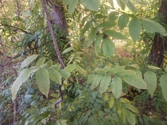 Wisteria sinensis