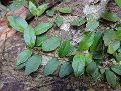 Hydrangea viburnoides