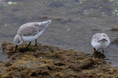 Calidris alba