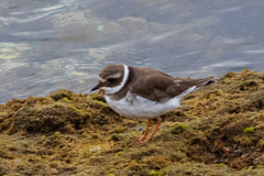 Charadrius hiaticula