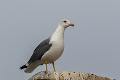 Larus fuscus