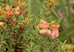 Exobasidium ferrugineae