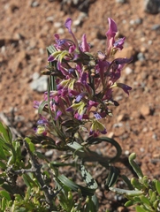 Babiana spiralis
