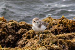 Charadrius alexandrinus