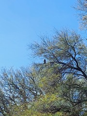 Bubo