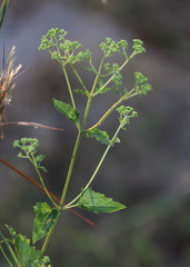 Ageratina jucunda