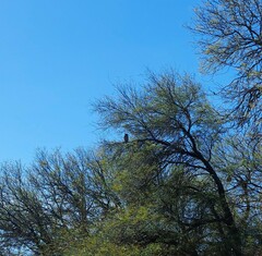 Bubo