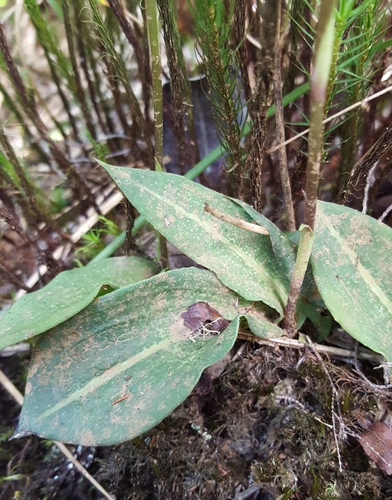 Cynorkis ridleyi