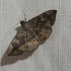 Anticarsia