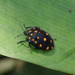 Pachycoris torridus