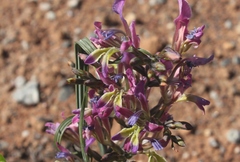 Babiana spiralis