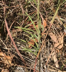 Asclepias verticillata