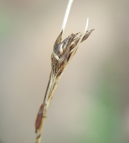 Rhynchospora rugosa iNat (3)