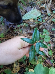 Trachelospermum asiaticum