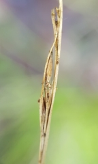 Rhynchospora rugosa
