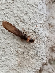 Kalotermes flavicollis