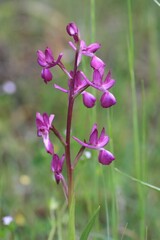 Anacamptis laxiflora