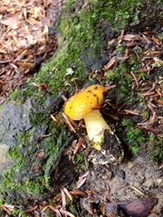 Suillus subaureus
