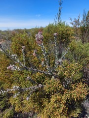 Leucospermum calligerum