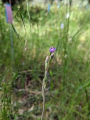 Thelymitra batesii