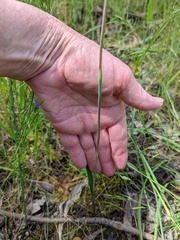 Thelymitra batesii