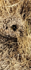 Vespula pensylvanica
