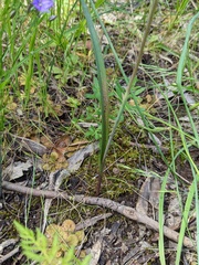 Thelymitra batesii
