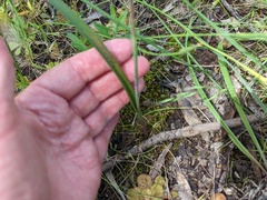Thelymitra batesii