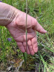 Thelymitra batesii