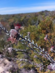 Leucospermum calligerum
