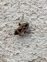Xanthochilus saturnius