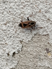 Xanthochilus saturnius