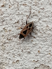 Xanthochilus saturnius