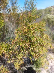 Passerina