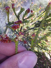Passerina