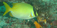 Siganus puellus