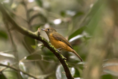 Mionectes oleagineus