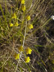 Bupleurum bicaule