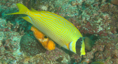 Siganus puellus