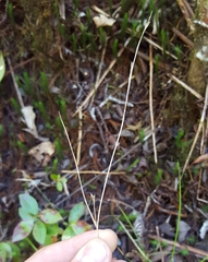 Rhynchospora rugosa