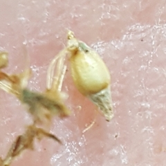 Rhynchospora rugosa