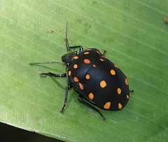 Pachycoris torridus