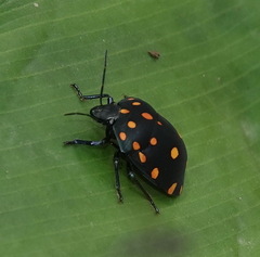 Pachycoris torridus