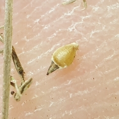 Rhynchospora rugosa