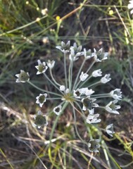 Allium anisopodium