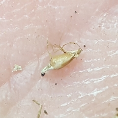 Rhynchospora rugosa