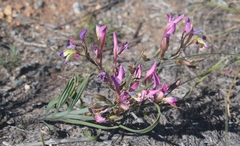 Babiana spiralis