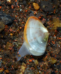 Tellinidae