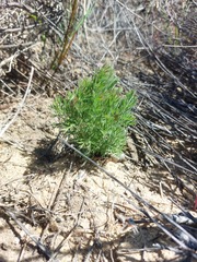 Pelargonium rapaceum