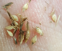 Rhynchospora rugosa